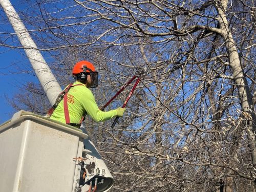  alt='I had a large maple tree removed, S H did a great job. The price was fair the crew was fast and they cleaned up afterwards'