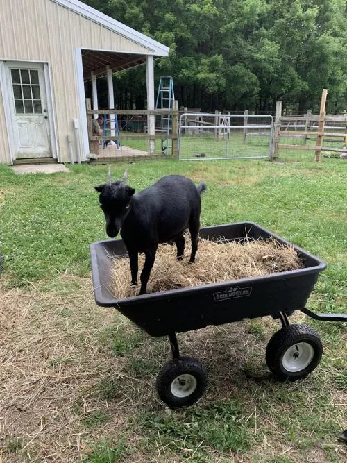 We had the best experience learning, feeding, and petting the animals