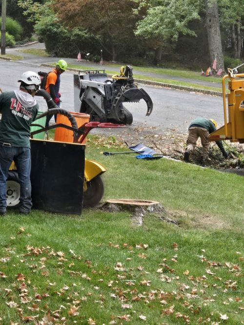  alt='This service is THE BEST! I had a huge tree come down on my shed and they came out same day emergency service to remove it'