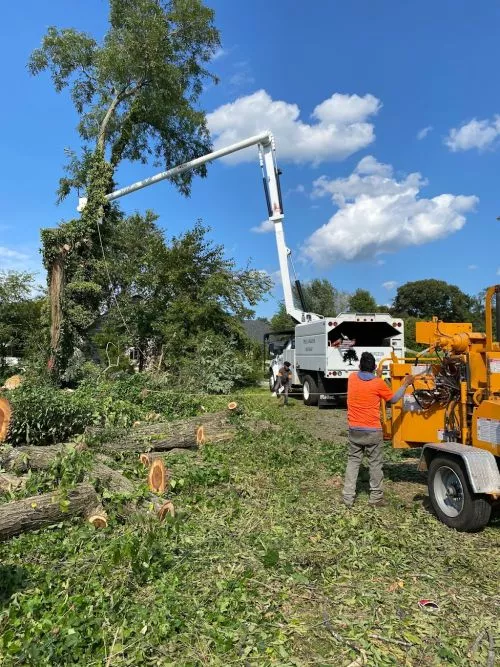 I had at least a dozen trees 🌳 on an empty lot taken down, removed, & stumps ground out to set my Park Model Trailer