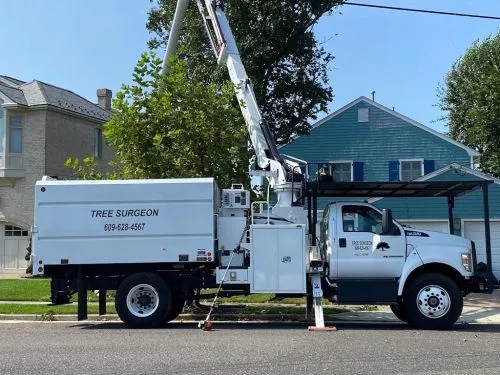 We"ve been using the Tree Surgeon for almost 20 years. What started with occasional tree trimming here and there has