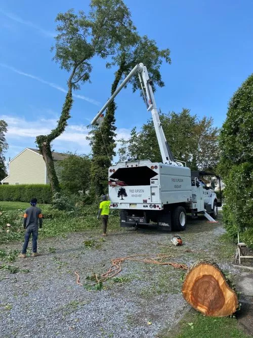 I have had these guys take trees off my property twice now. They arrive on time and are professional, respectful of my
