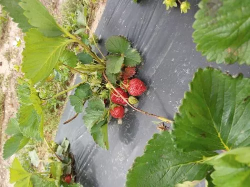 A gem— about 20 mins from Cape May. We picked donut peaches, apples and blackberries