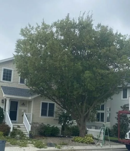 Gary and his crew were top notch! They did what other tree companies said they could not do