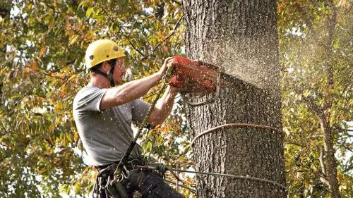 The Tree Affect gave us a quote well below other quotes, showed up to start the job before the other company even got back