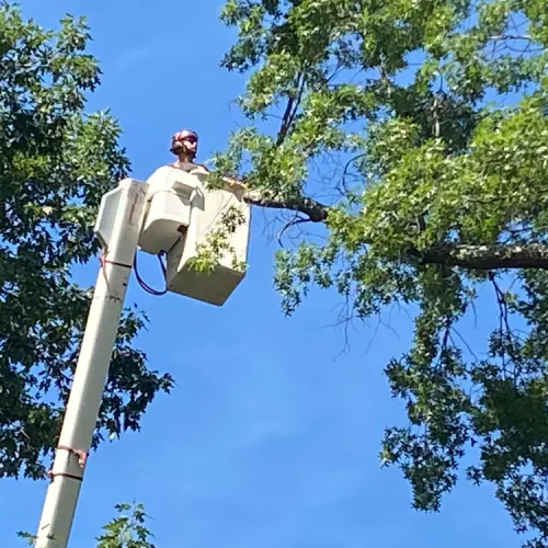 HIGHLY recommend Alpine! We’ve had some large trees removed and Alpine did an excellent job each time