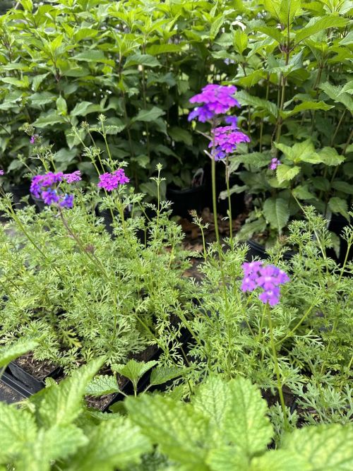  alt='This nursery has a large range of native plants compared to other local nurseries, and the prices are unbelievable'