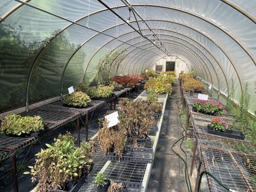  alt='This nursery has a large range of native plants compared to other local nurseries, and the prices are unbelievable'