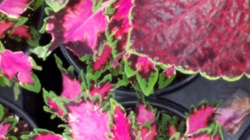  alt='Great selection of flowers and even better prices!'