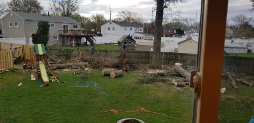  alt='Highly recommend Cruz tree service. All the workers are professional and they got the job done quickly and efficiently'