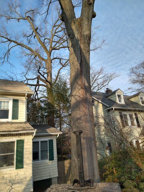  alt='Bernie and his team are top notch. We received a number of quotes to have a large oak tree removed, and Bernie