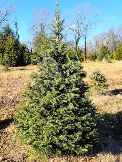  alt='Love the farm! Trees are healthy & last a long time! The family is fantastic too! Its so much fun to start the season!'