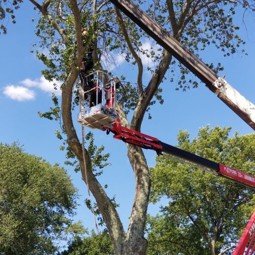  alt='Outstanding service and professionalism. The guys did a fantastic job taking down some pines on my property'
