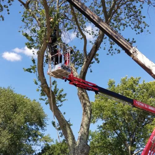 Rob and his team came to take out a tree and huge bush with cleanup and were here and done in less then a half hour