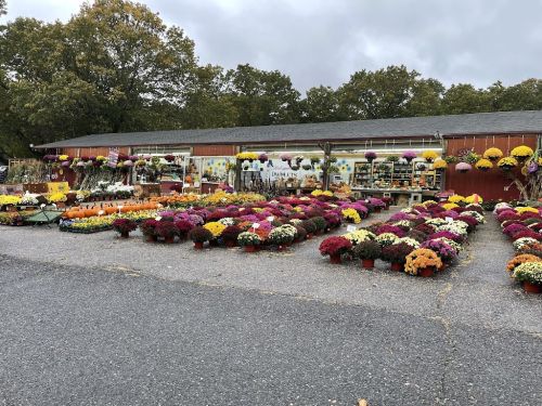  alt='So happy to find this nursery! The flowers and plants were incredibly healthy, vibrant, and clearly well cared for'