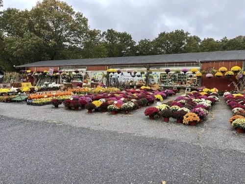 Beautiful place with a nicely priced selection of plants! May not be right for you though if you want guidance on what to
