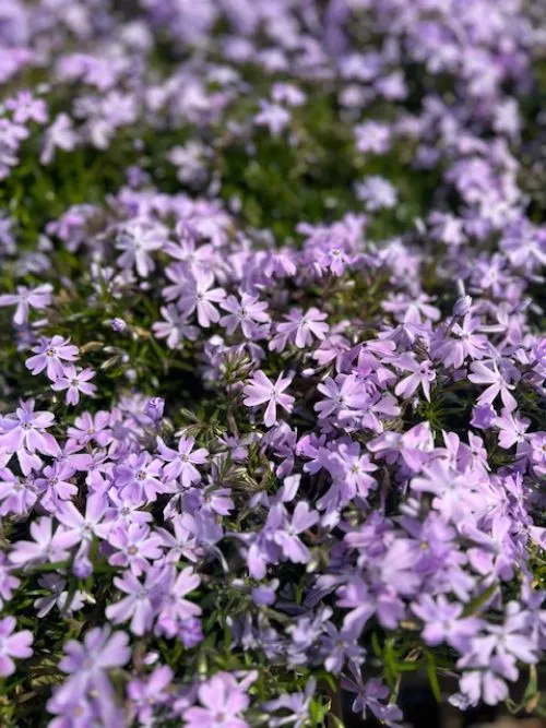 I really like this nursey. Really good variety and very good prices