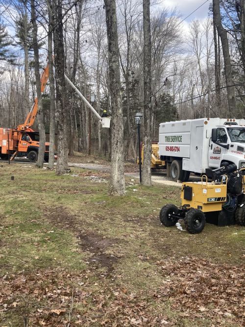  alt='Chojans Tree Service did a wonderful job removing a tree in front of my house'