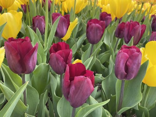  alt='The Frelinghuysen Arboretum offers far more than a display of floral elegance'