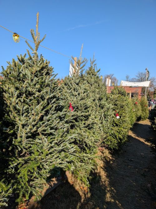  alt='Beautiful trees at great prices! We only purchase our trees here'