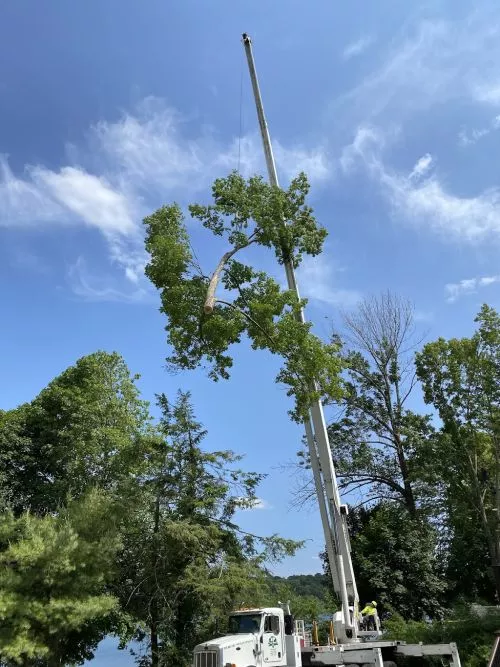 JP Tree Works provide a terrific service. I needed 3 large ash trees and one large maple removed