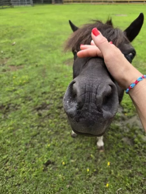 What a beautiful experience we had at this farm with our grandchildren. I was in awe on how the animals were so friendly