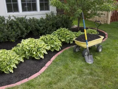 Purchased brown dyed mulch and after a few weeks every single bed is growing yellow and white mold/fungus