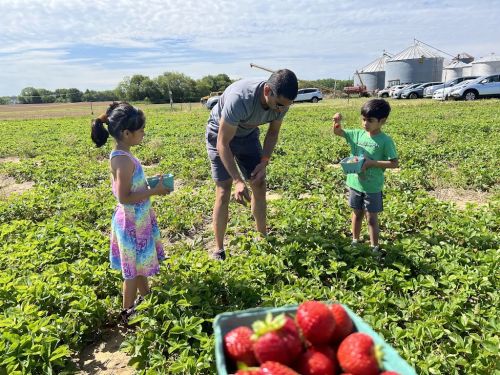  alt='⭐⭐⭐⭐⭐ We visited Tindall Farm for strawberry picking at the end of May 2026 and had a great experience'