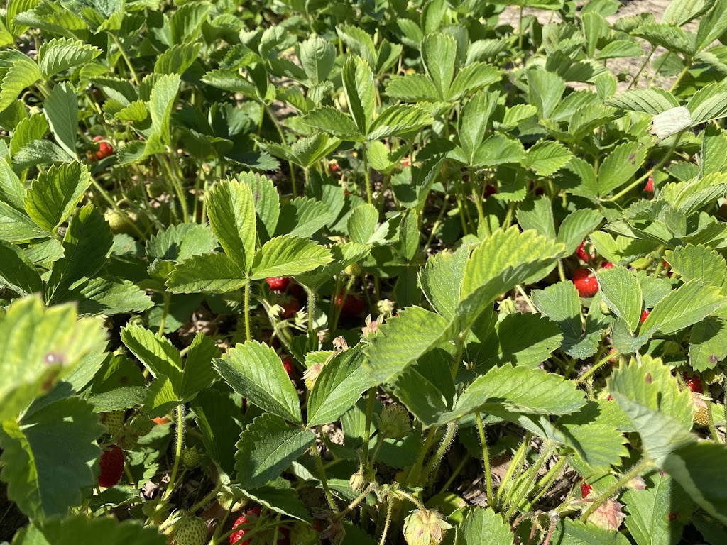 ⭐⭐⭐⭐⭐ We visited Tindall Farm for strawberry picking at the end of May 2026 and had a great experience