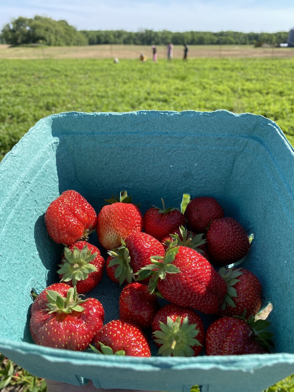  alt='⭐⭐⭐⭐⭐ We visited Tindall Farm for strawberry picking at the end of May 2026 and had a great experience'