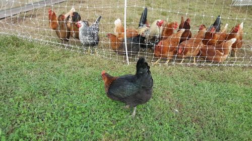  alt='This is the real deal. It is a local small family owned farm with both farm shares and public sales twice a week'