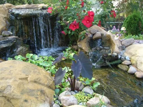 Friendly service Rich rebuilt our pond did a fantastic job I highly recommend them