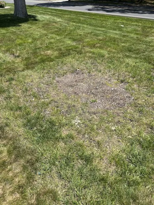 I would never employ such a company but they did however trespass and invade our property, spraying the yard so that now I