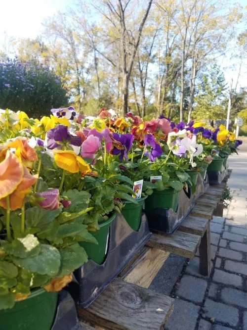 This has become my go-to place for all of my big outdoor projects