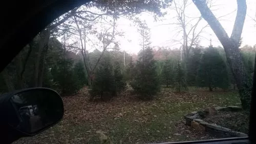 Very Reasonably priced, good selection of tree types. Really nice family. Can cut yourself as well. 