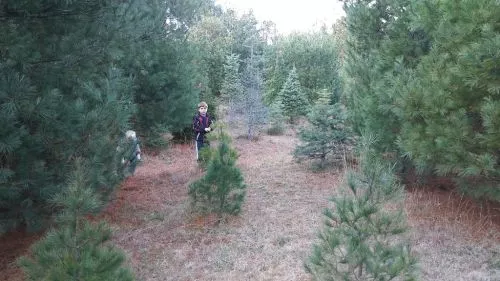 It is where we got our first Christmas tree in 61 when I was born till 79, after that I joined the Army