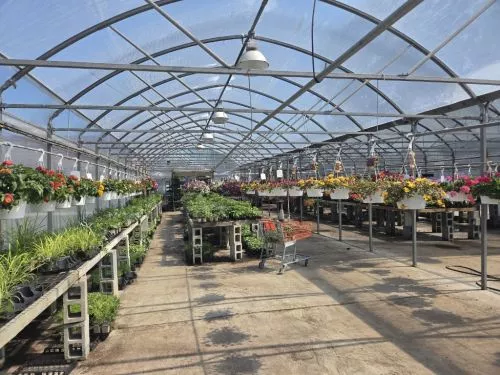 I get most of my flowers from Jim’s! They water daily so you don’t have to pick the best of the dead flowers, everything is