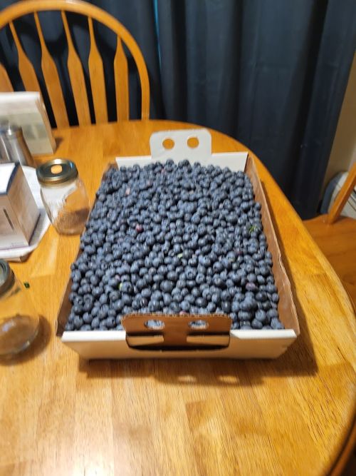  alt='6/23Loaded bushes, hour and 15 minutes out with 27 lb in boxes. $2 a pound, hidden secret that nobody knows about get there'