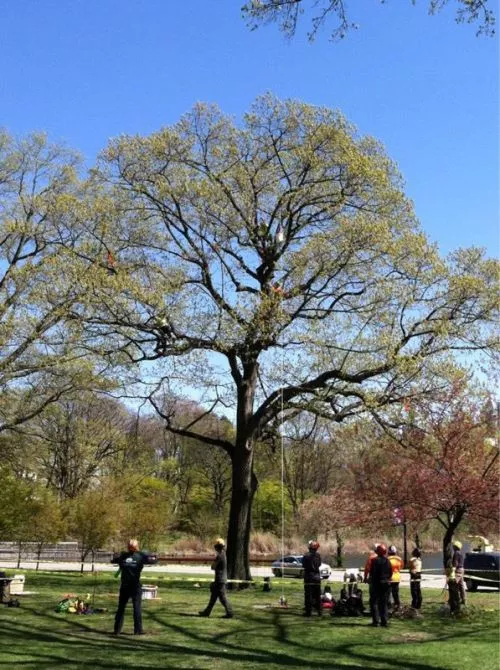 The crew of 4 were very professional and did a great job of trimming trees and removing a bush