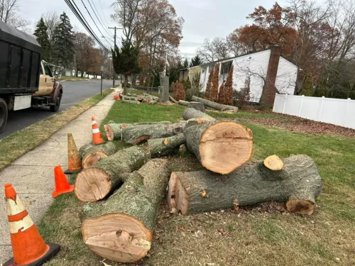 I couldn"t be more impressed with the tree service I received from Fair Tree Service