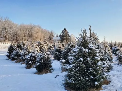 This 2025 season was our first time going to this farm. We are a family of 5 and it was a great place for the family, we