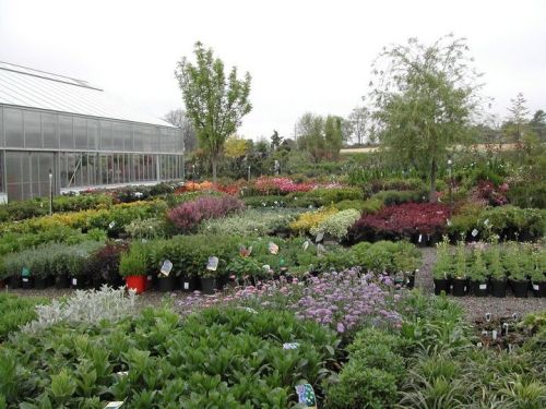  alt='Such a beautiful variety of plants. Whether it be fancy little trees or the most beautiful flowers, they always have what'