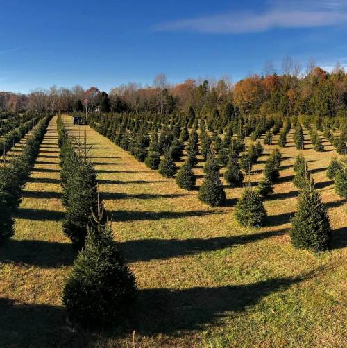  alt='Beautiful tree at a reasonable cost. A fresh tree smells incredible and last a long time'