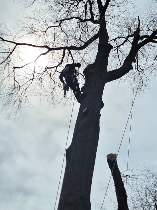  alt='Way too much taken off tree. 45 yo red oak. Shade is practically gone now ( back to 1969). It blocked wind & sun'