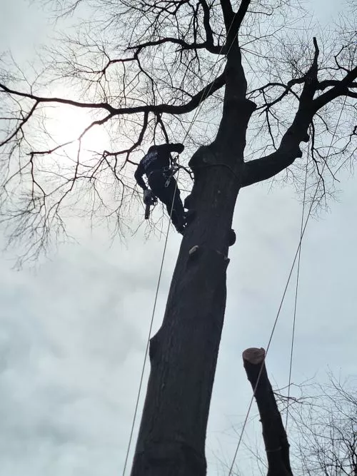 Way too much taken off tree. 45 yo red oak. Shade is practically gone now ( back to 1969). It blocked wind & sun