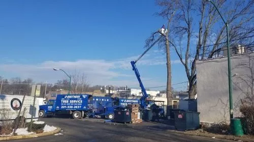 After a tree fell onto my fence and my neighbor’s garage, I called O’Brother Tree Service and I’m really glad I did