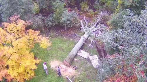 Had Matt and his guys remove a HUGE pine tree from my property, 75" tall, 3" across at the base