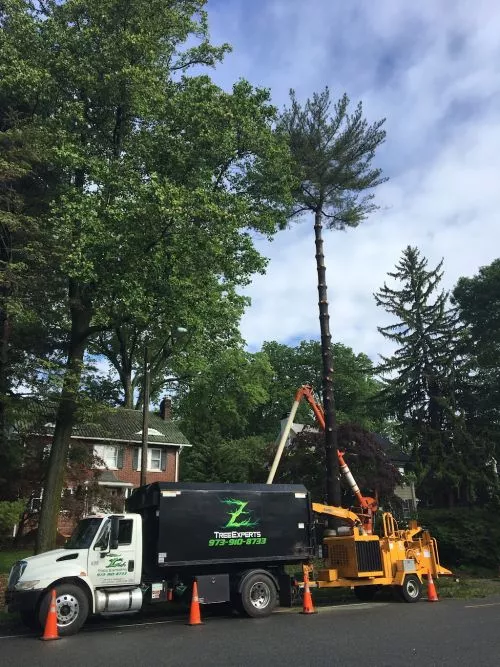 Z Tree Experts did a fantastic job removing 3 large dead trees with stump grinding from our property