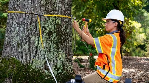 Most tree trimming services are tree removal services. This is not the case with Bartlett