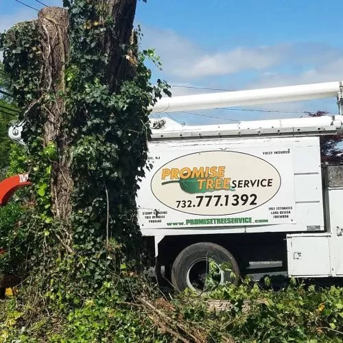 We have called Promise Tree a few times in the last few years- most recently they provided trimming services to a very